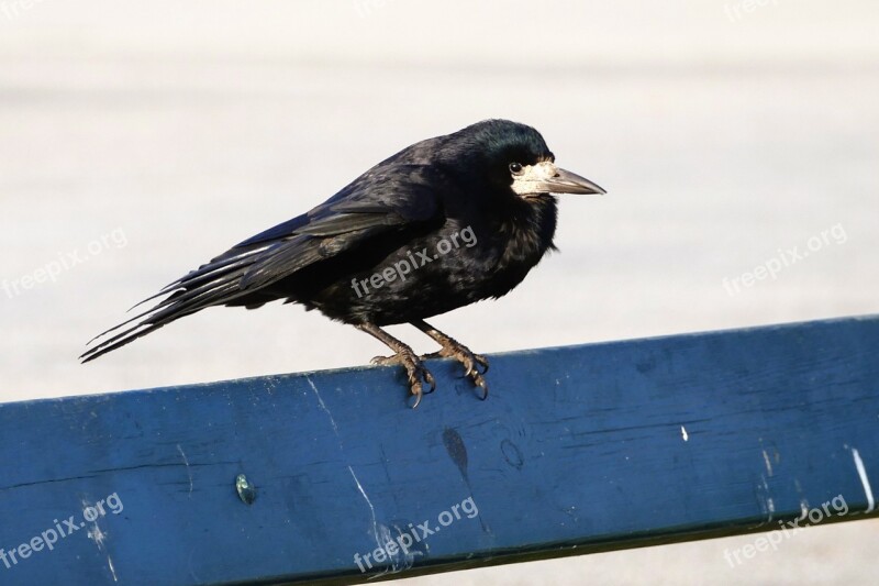 Bird Rook Black Nature Wild