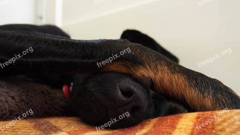 Dog Sleepy Sleep Pets Free Photos