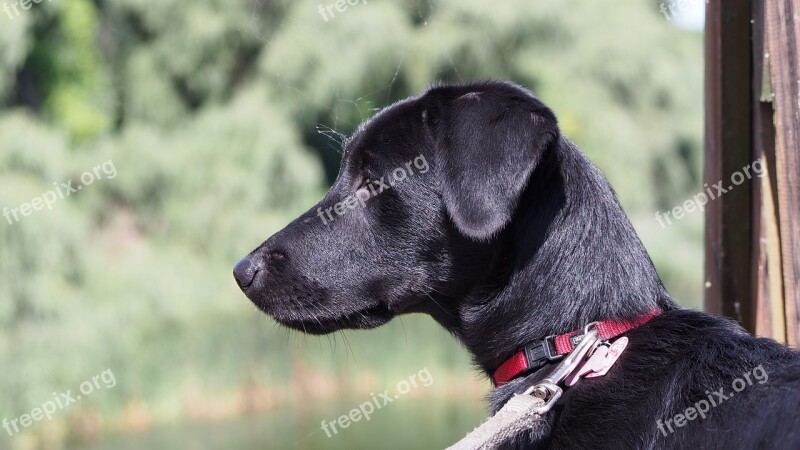 Dog Lake Dog Collar Water Green