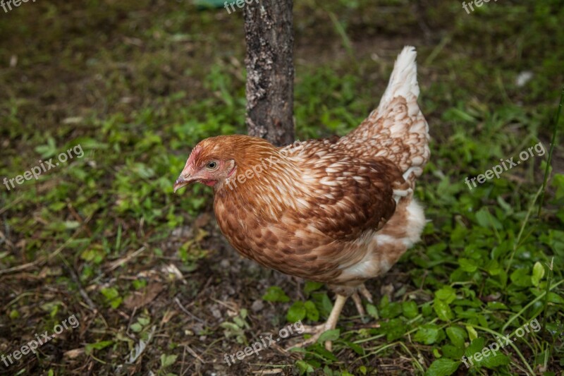 Chicken Farm Orange Hen Food