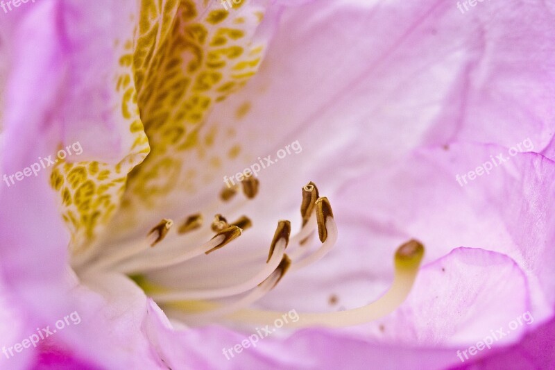 Rhododendron Blossom Bloom Spring Pink Rhododendron