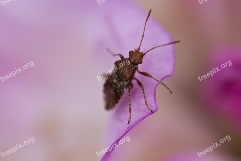 Beetle Infection Petal Macro Free Photos