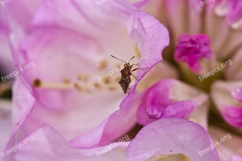 Rhododendron Blossom Bloom Spring Pink Rhododendron