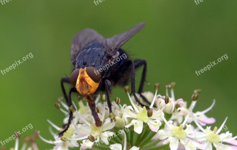 Fly Dead Fly Cynomya Mortuorum Insect Nectar Search