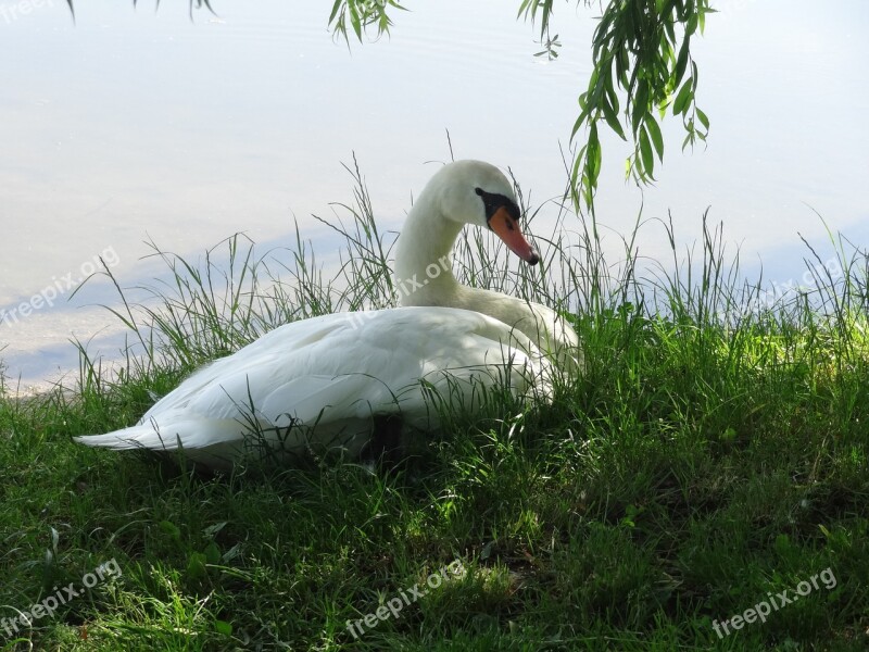 Swan Meadow Bank Water Bird White