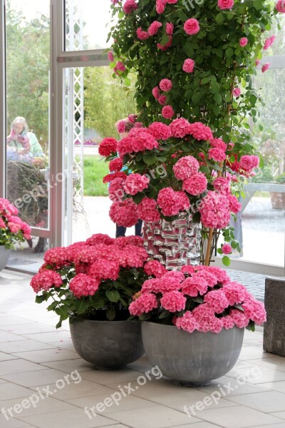 Hydrangeas Pink Decoration Hydrangea Flower Buds