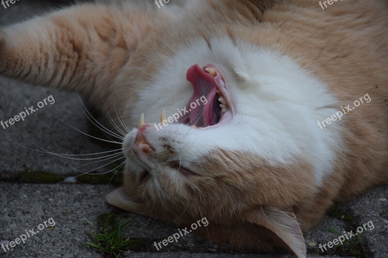 Cat Tired Yawn Animal Tongue