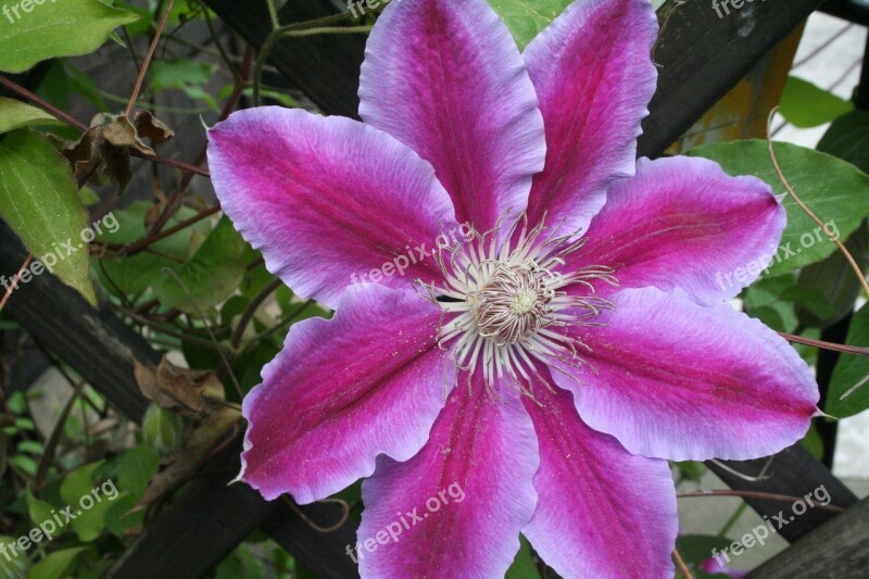 Clematis Blossom Bloom Purple Bloom