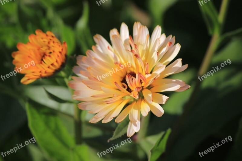 Ice Plant Flower Orange Green Orange Flower