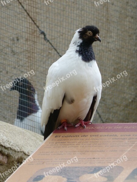 Paloma Catalan Flying Pigeon Vol Catalan Colom Breed Of Pigeons Priorat