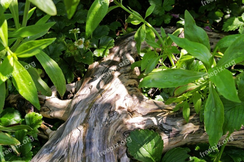 Tree Root Light And Shadow Forest Shadow Light