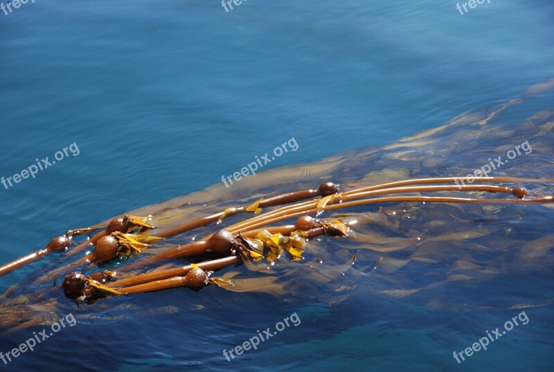 Water Plant Kelp Food Blue