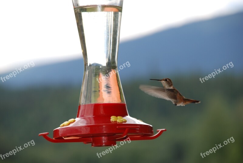 Canada Nature Bird Hummingbird Food