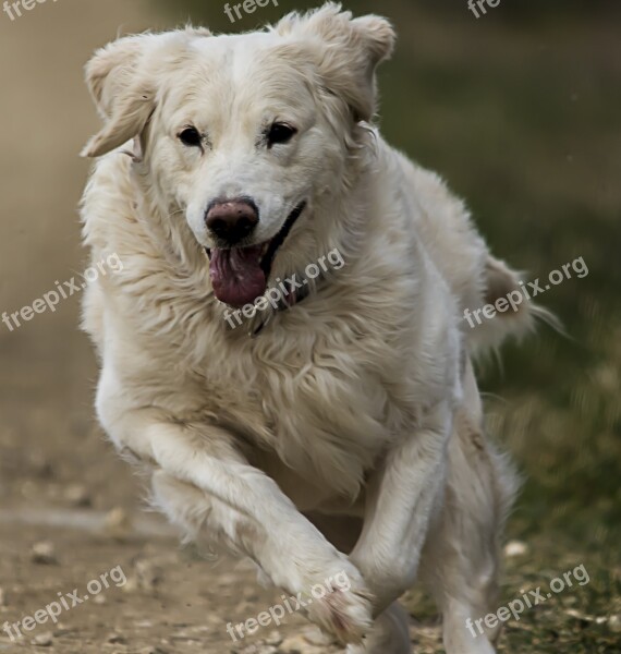 Golden Retriever White Dog Animal Golden