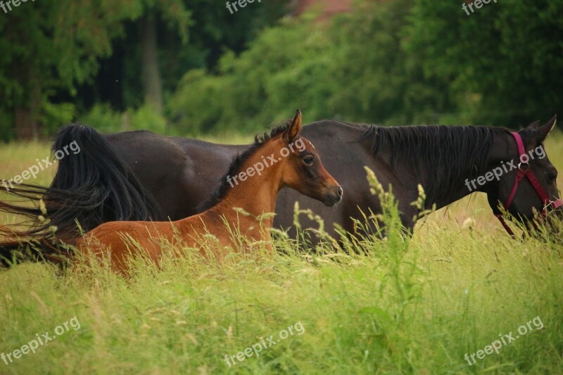 Horse Foal Mare Rap Suckling