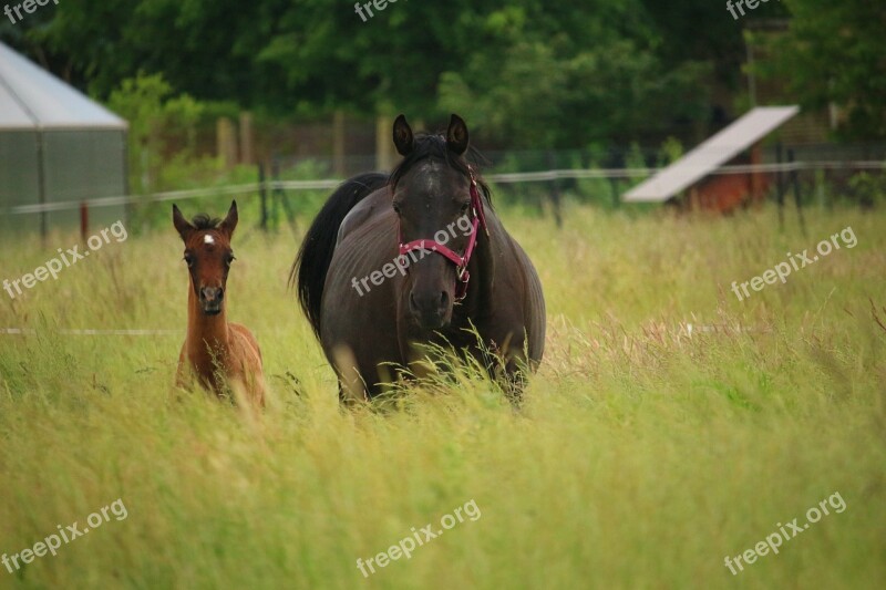 Horse Foal Mare Suckling Rap