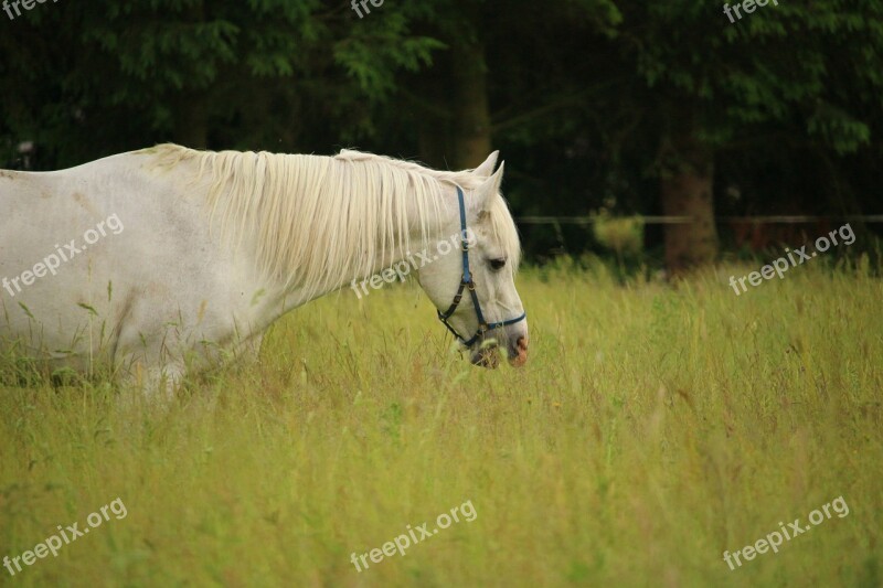 Horse Mold Stallion Thoroughbred Arabian Pasture