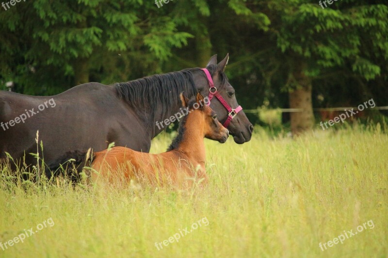 Horse Foal Mare With Foal Rap Suckling