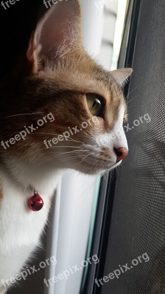 Stripes Salit The Cat Name Breads Thailand Looking Through The Window Ginger Hair