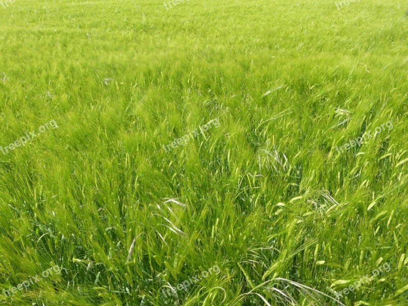 Meadow Water Nature River Green