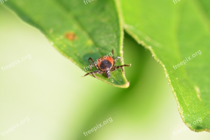 Tick Red Tick Close Up Vacuum Insect