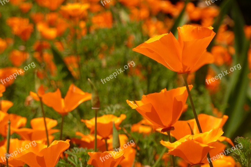 Orange Flower Poppy Poppies Outdoors