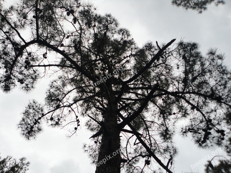 Tree Nature Landscape Shadow Sky