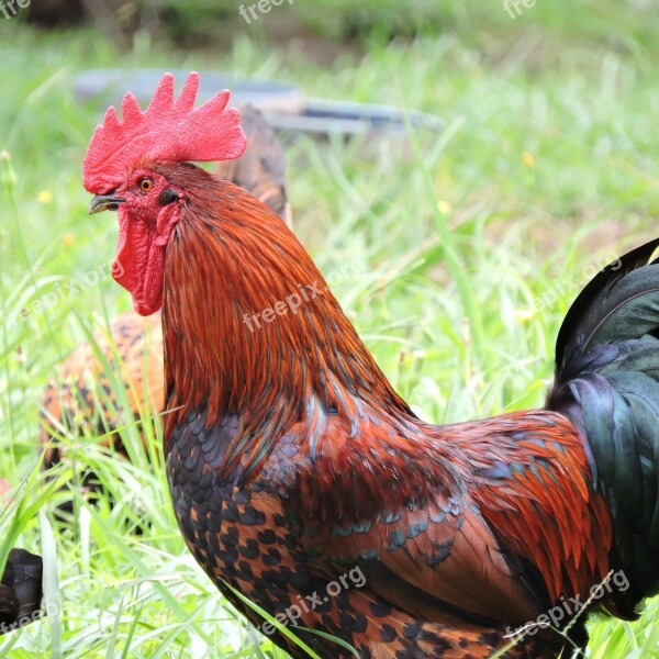 Rooster Farm Barnyard Rural Chicken