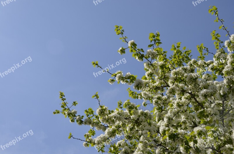 Tree Bloom Flowers Spring Nature