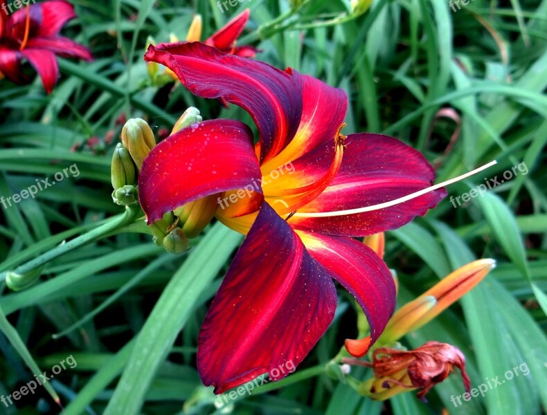 Floral Lily Red Flower Summer Free Photos