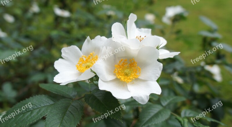 Flower White Flower Nature Green Free Photos