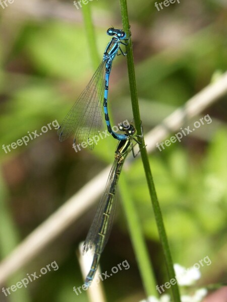 Dragonflies Reproduction Copulation Mating Blue Dragonfly-insects