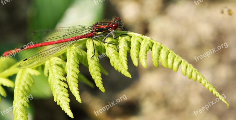 Dragonfly Red Insect Red Dragonfly Close Up