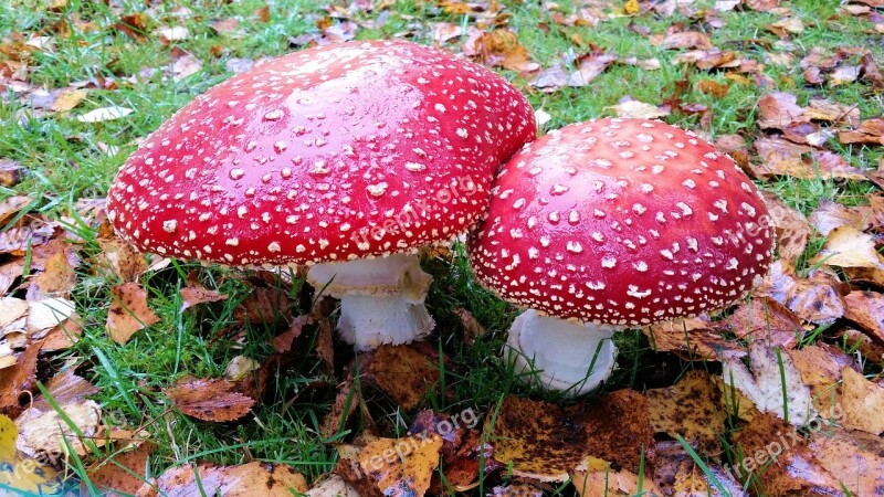 Autumn Mushrooms Red White Dots Dotty Nature