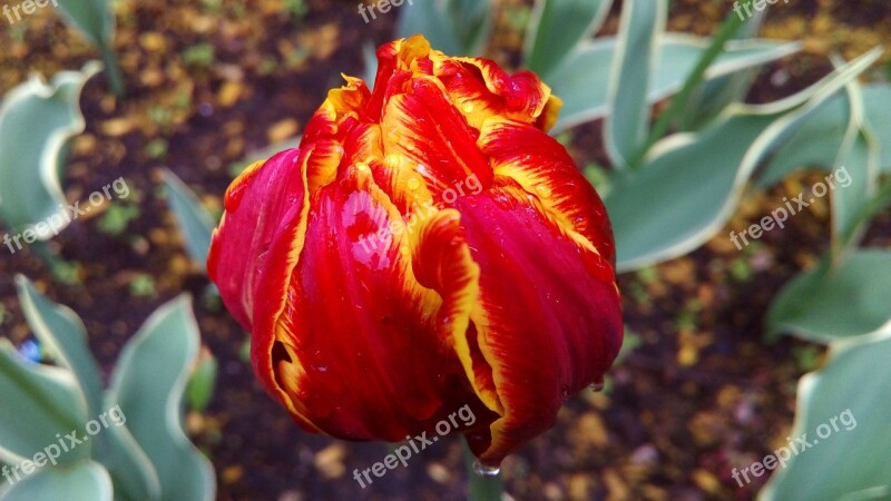 Tulip Bud Bloom Drops Of Water Raindrops