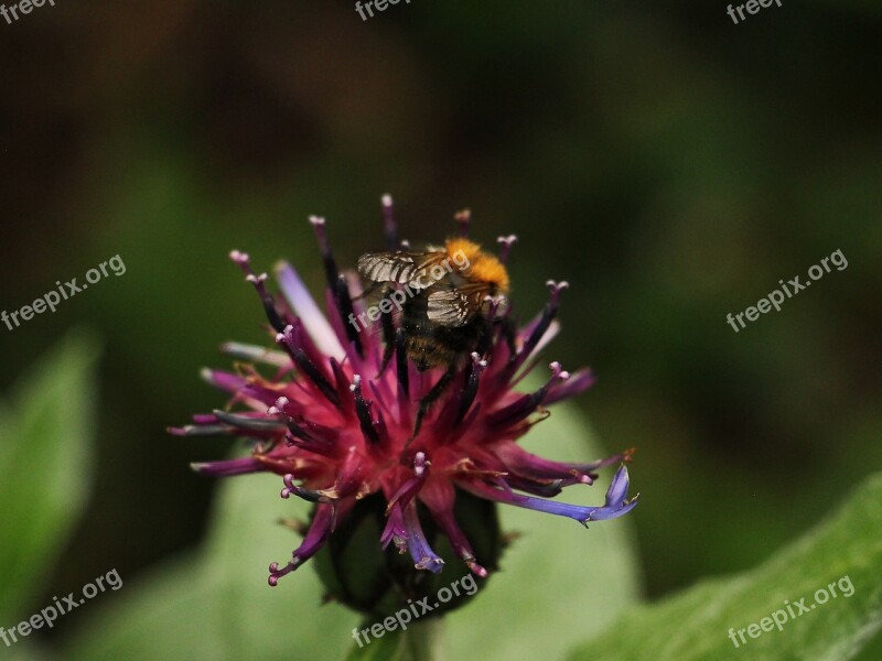 Cornflower Hummel Sprinkle Flower Pollination