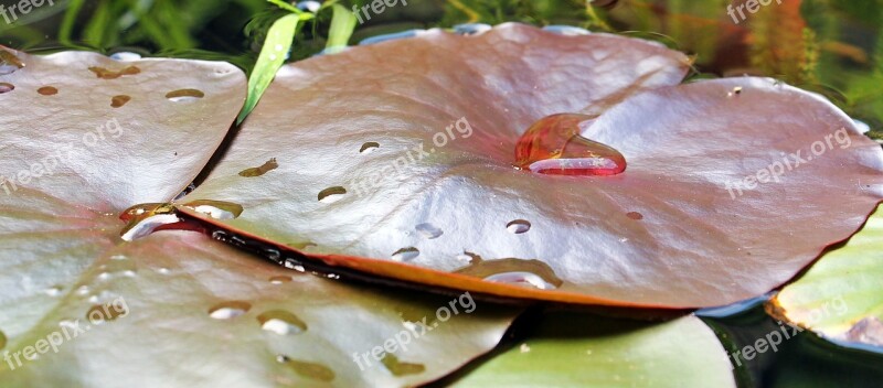 Water Lilies Nuphar Lily Pad Nuphar Pumila Leaf Aquatic Plant