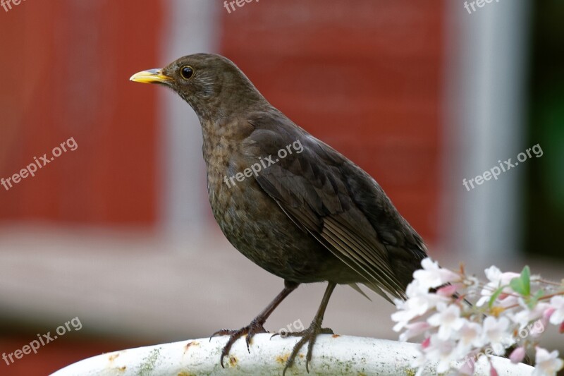 Blackbird Female Turdus Merula Bird Brown