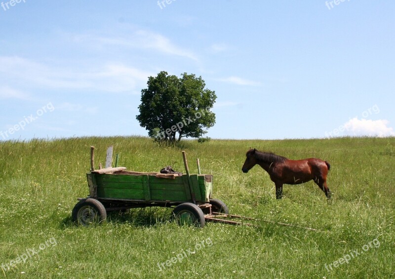 Cart Horse Cart In The Cart Free Photos