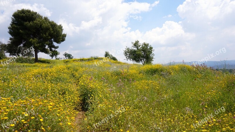 Field Israel Wild Flowers Tree Landscape