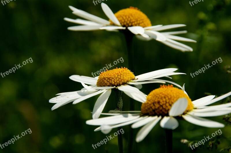 Daisy Flower Close Up Blossom Bloom