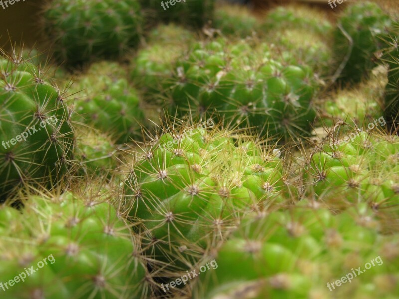 Cactus Cactus Spines Succulent Desert Plant