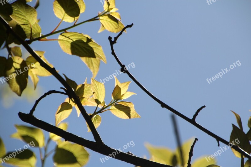 Tree The Leaves Sunshine Plant Beautiful