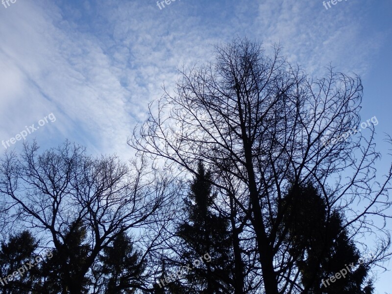 Sky Winter Winter Landscape Trees Clouds