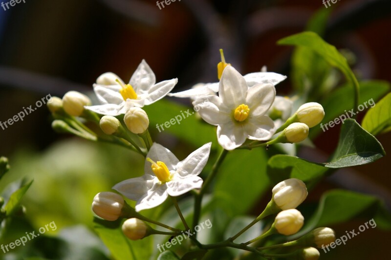 Jasmin Fragrance Summer Jasmine Flowers White