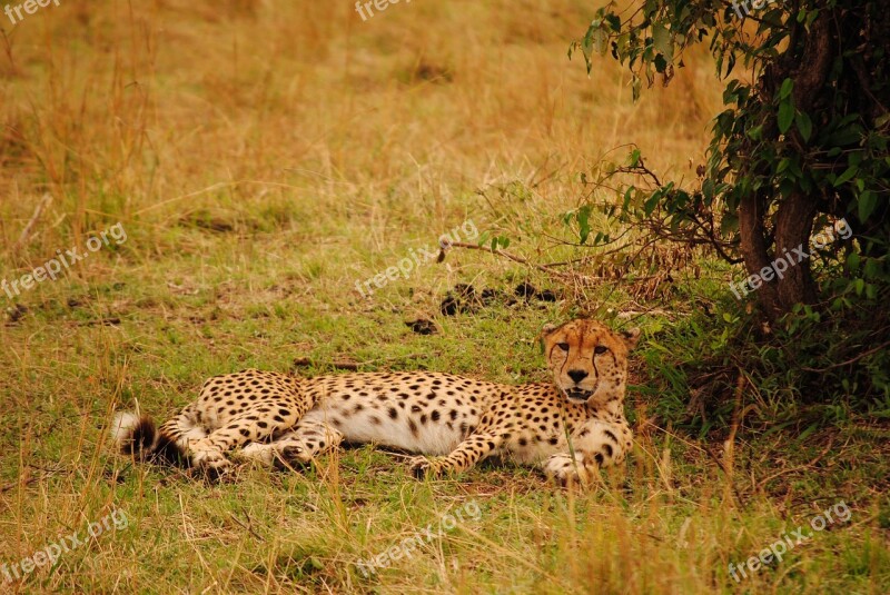 Cheetah Kenya Savannah Africa Animla