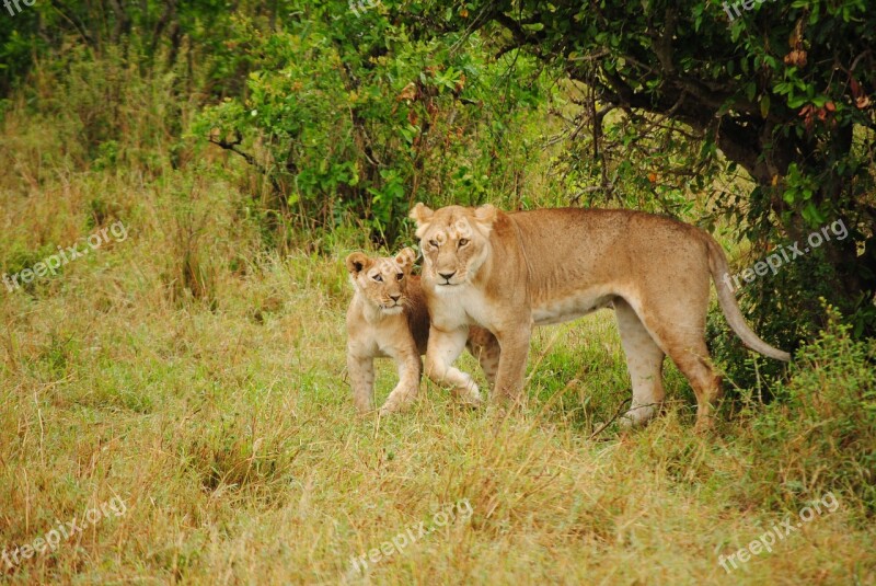 Leone Puppy Animals Fauna Africa