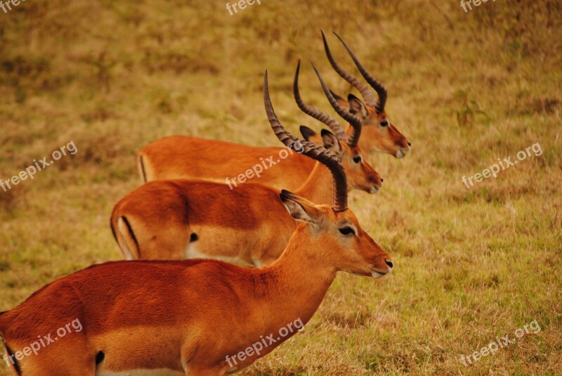 Kenya Savannah Mara Roe Mamals