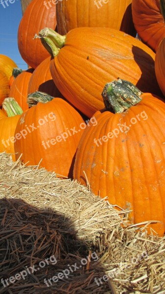 Thanksgiving Halloween Pumpkin Patch Vegetable