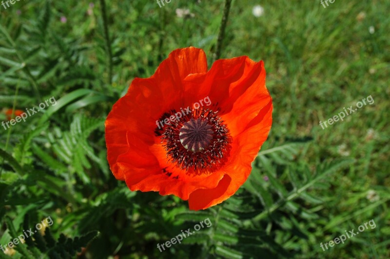 Klatschmohn Red Blossom Bloom Nature